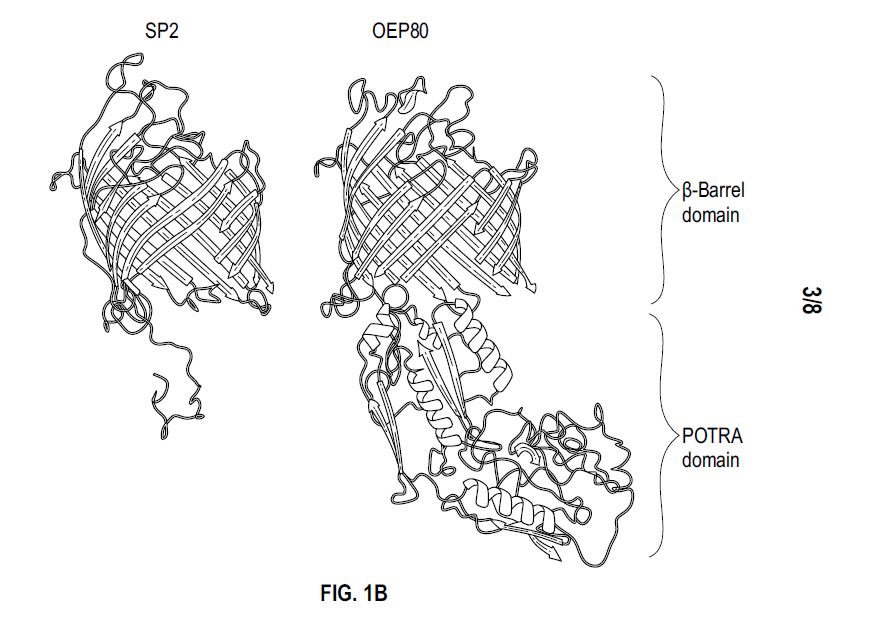 Protein 3D Structure — SP2 & OEP80 β-Barrel Domains